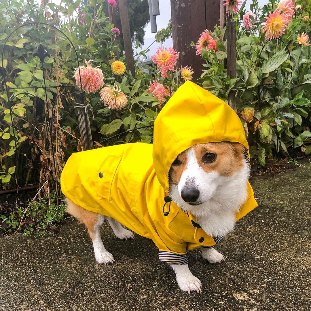 Imperméable Paw des Garçons