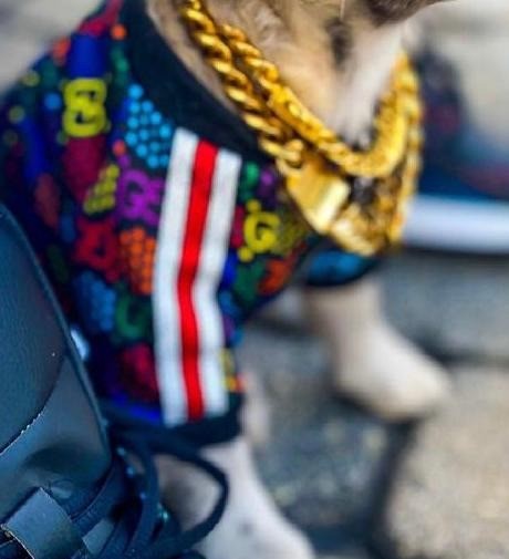 Pawcci - Veste multicolore