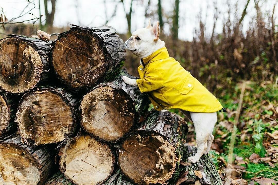 Imperméable Paw des Garçons