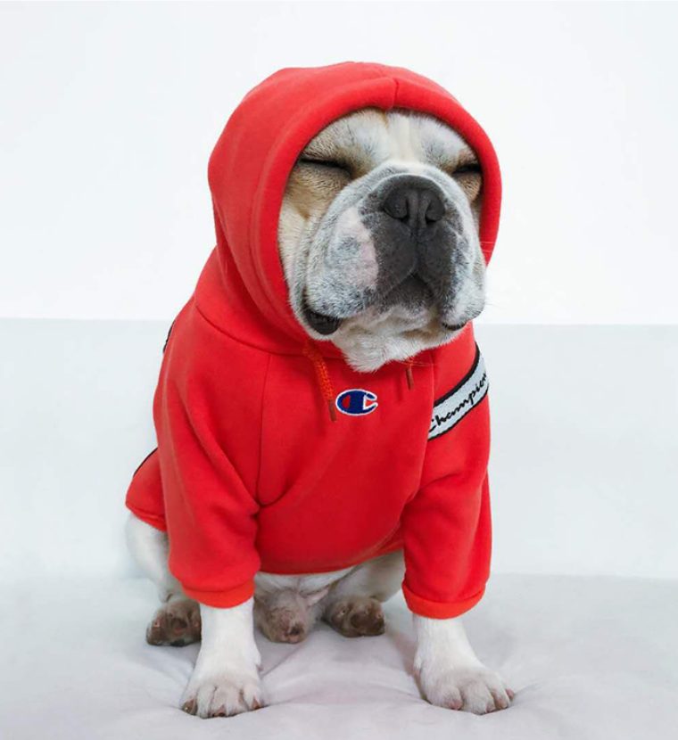 Ghampion Saddle Bag Hoodies | Limited Discount-W063# - Bouledogue Mania