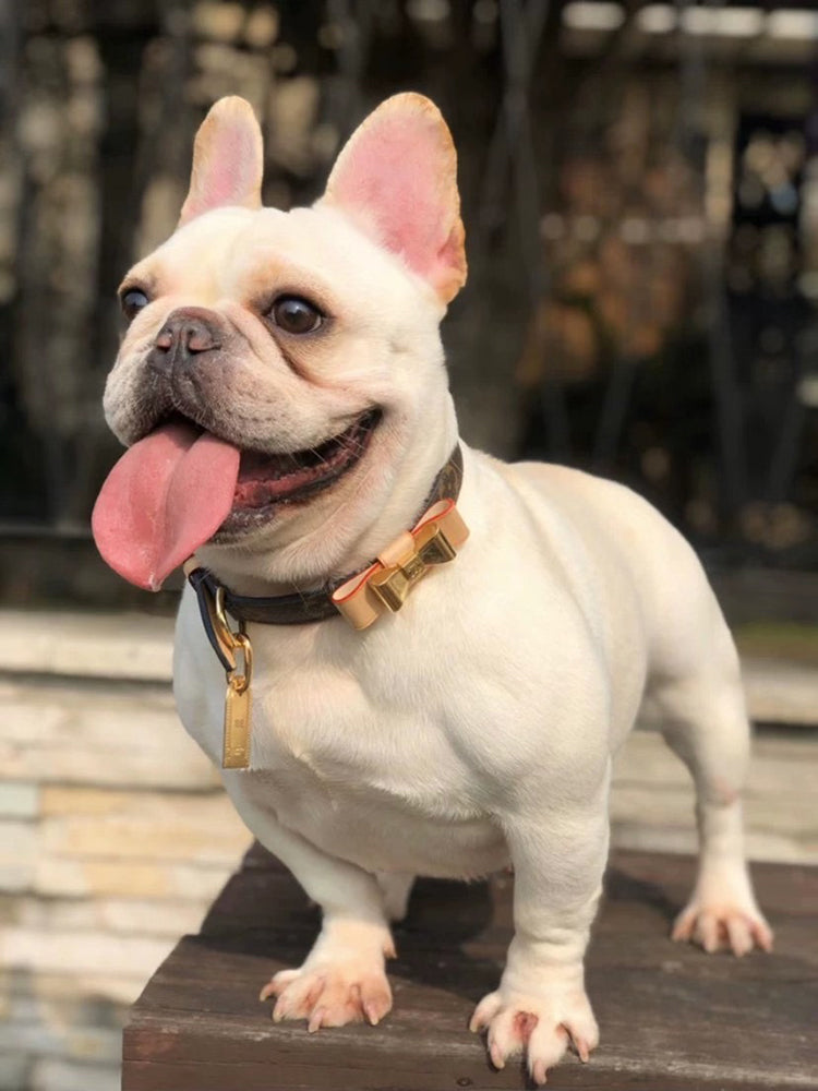 Collier pour chien en cuir avec noeud blanc - Bouledogue Mania