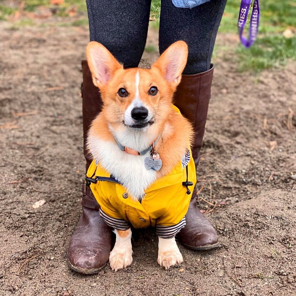 Imperméable Paw des Garçons