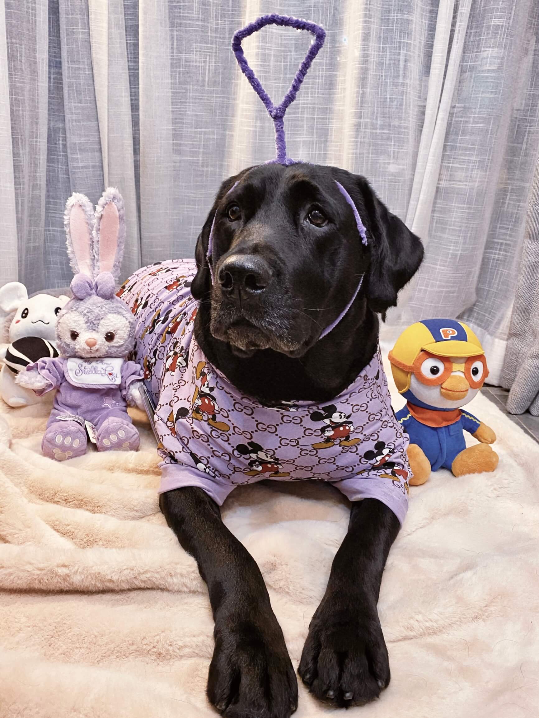 Vêtements pour grands chiens à la mode et au design classique - Bouledogue Mania