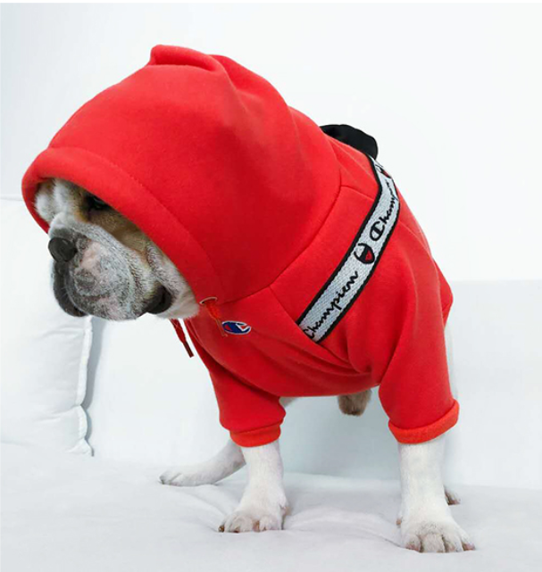 Ghampion Saddle Bag Hoodies | Limited Discount-W063# - Bouledogue Mania