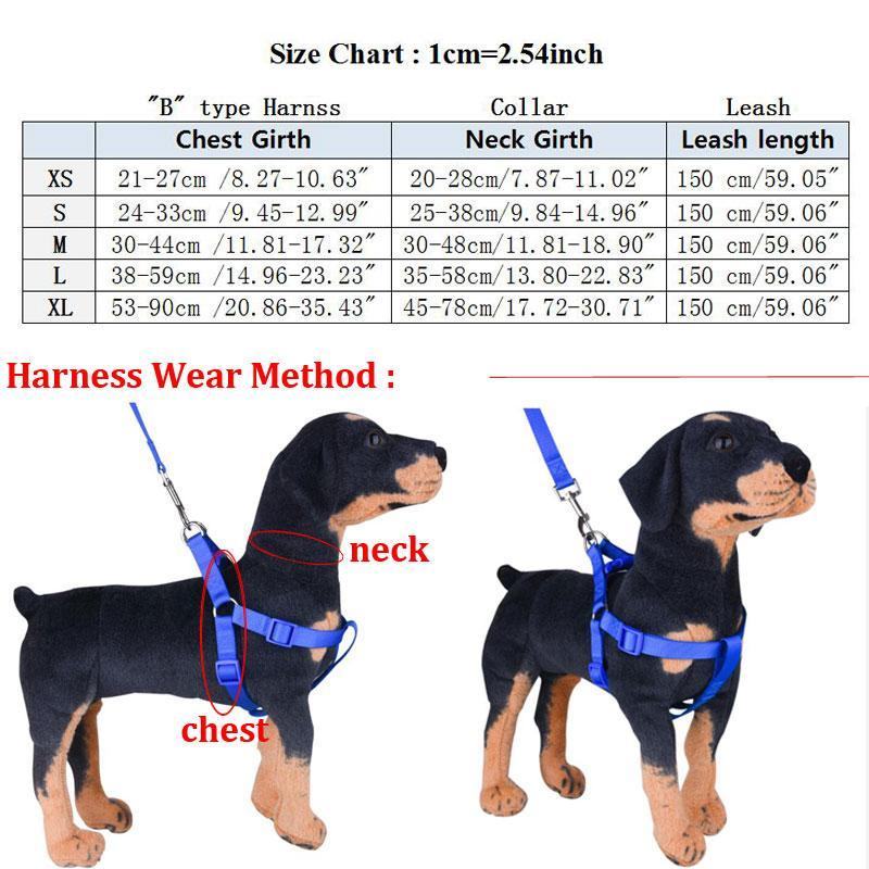 Ensemble harnais pour chien Vercace, design avancé or 242# - Bouledogue Mania