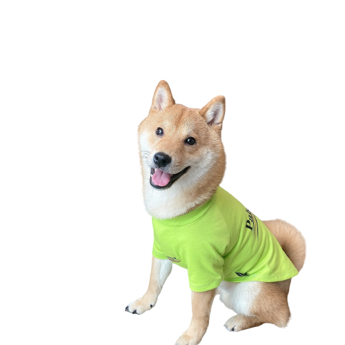 T-shirt néon Palenciaga pour chien