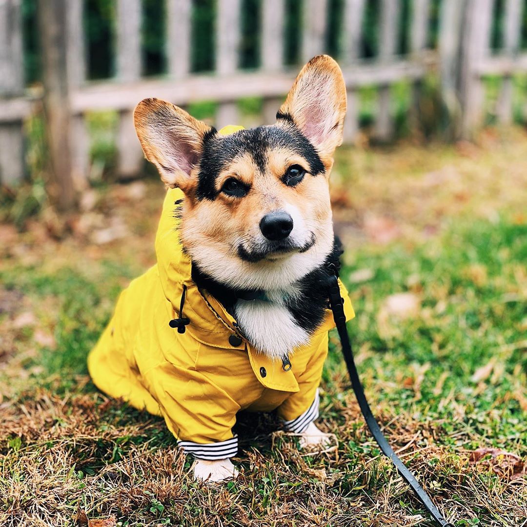 Imperméable Paw des Garçons