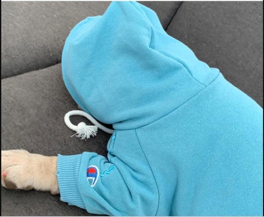 Ghampion Hoodies pour Pug Chihuahua vente-105#