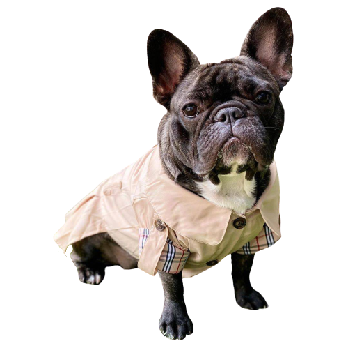 Manteau Burberry pour chiens