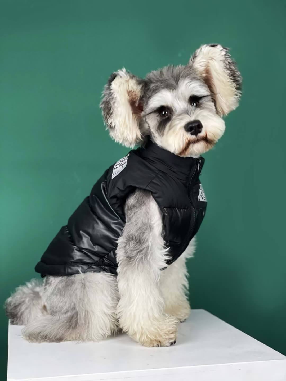 veste en duvet de chien visage gilet w257# - Bouledogue Mania