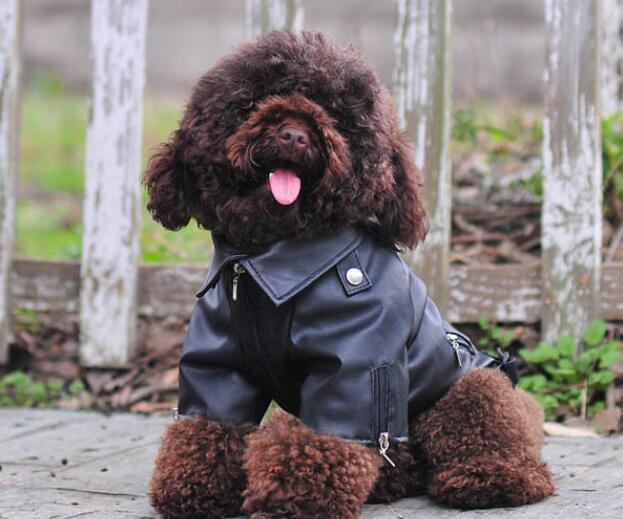 Chien pu hiver veste pupreme-w124#