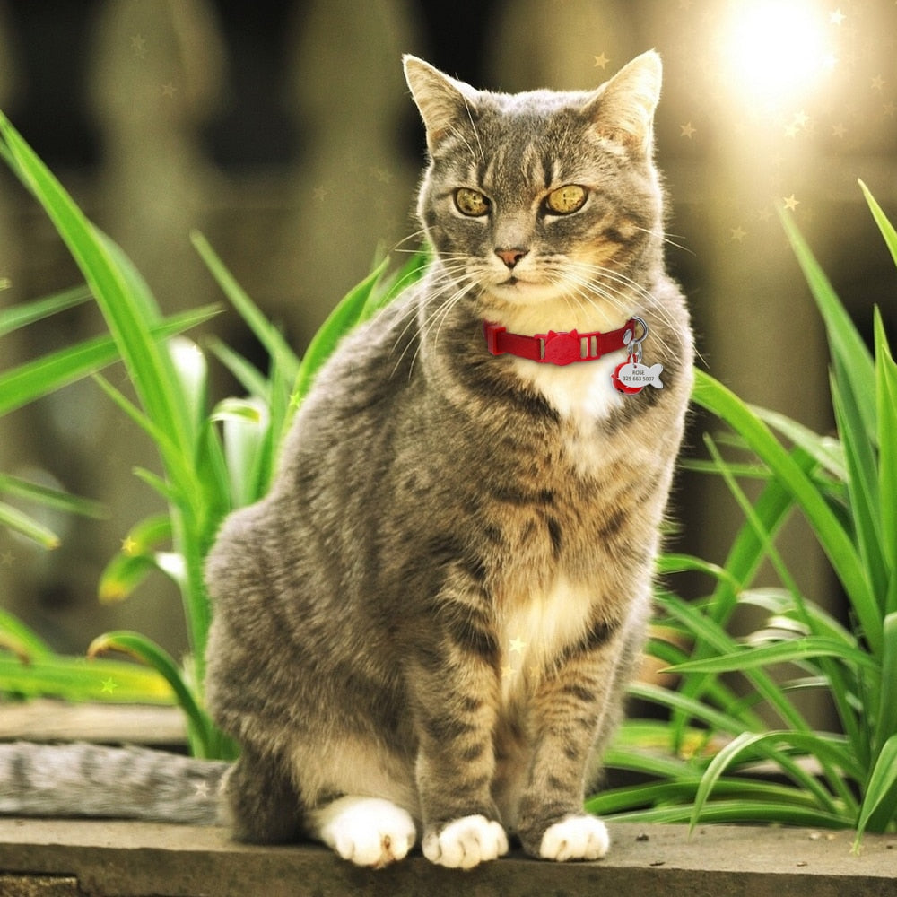 Collier en cuir pour chat avec plaque d'identification gravée personnalisée