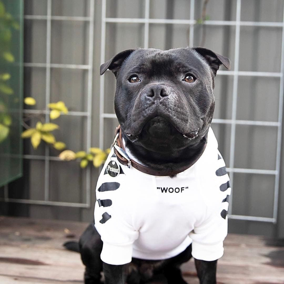 Woof-White Treats - Sweat à capuche blanc/noir