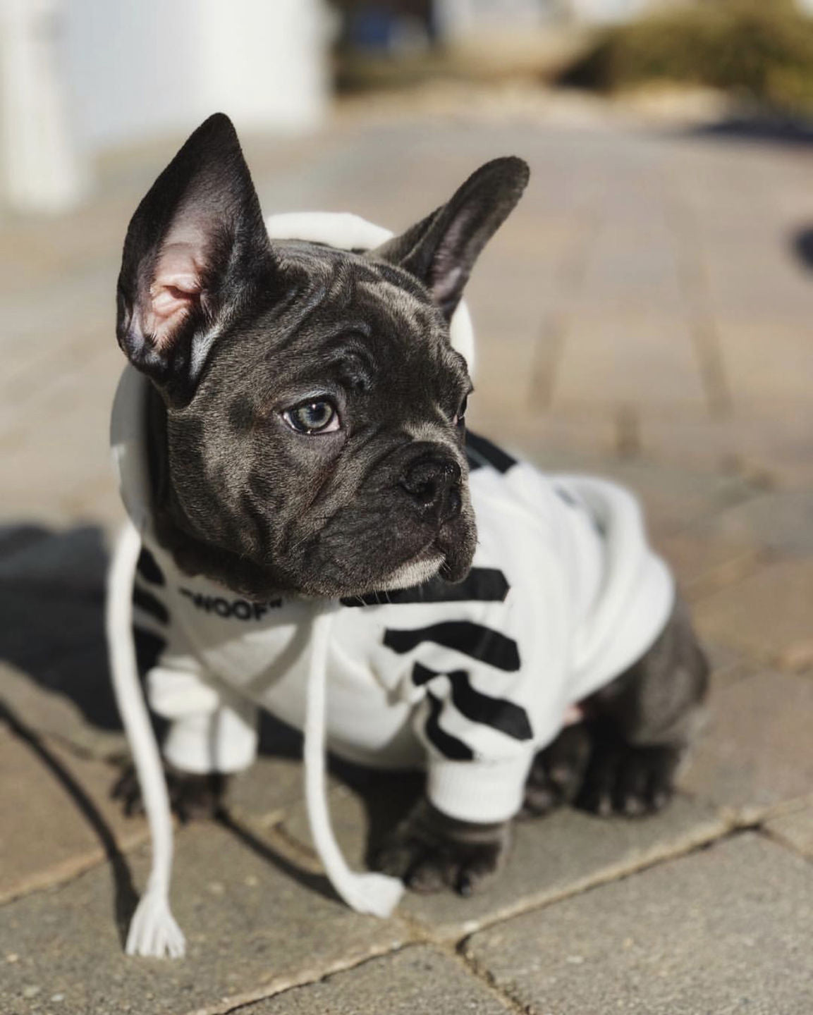 Woof-White Treats - Sweat à capuche blanc/noir