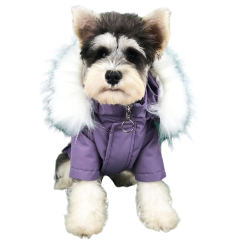 Canada Pup - Veste violette