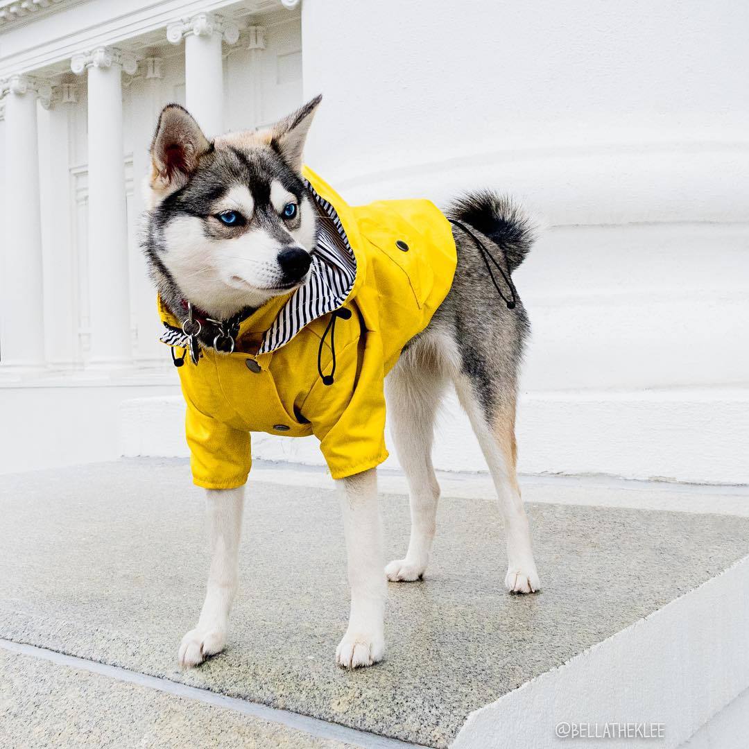 Imperméable Paw des Garçons