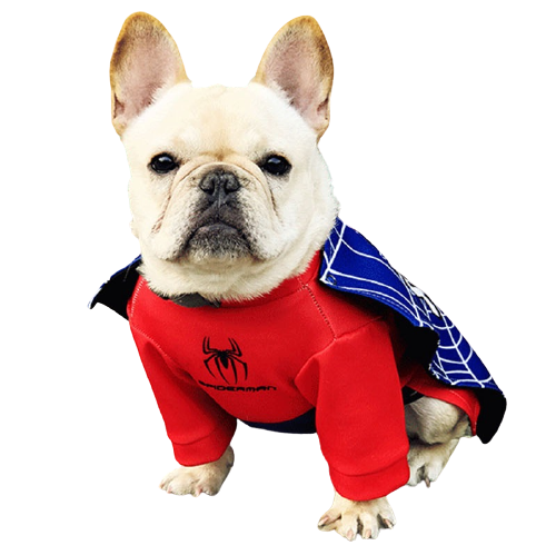 Costume Spiderman pour chiens